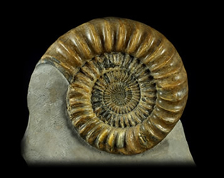 Fossils