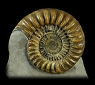 British Ammonites