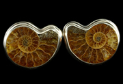 Ammonite and Silver Cufflinks